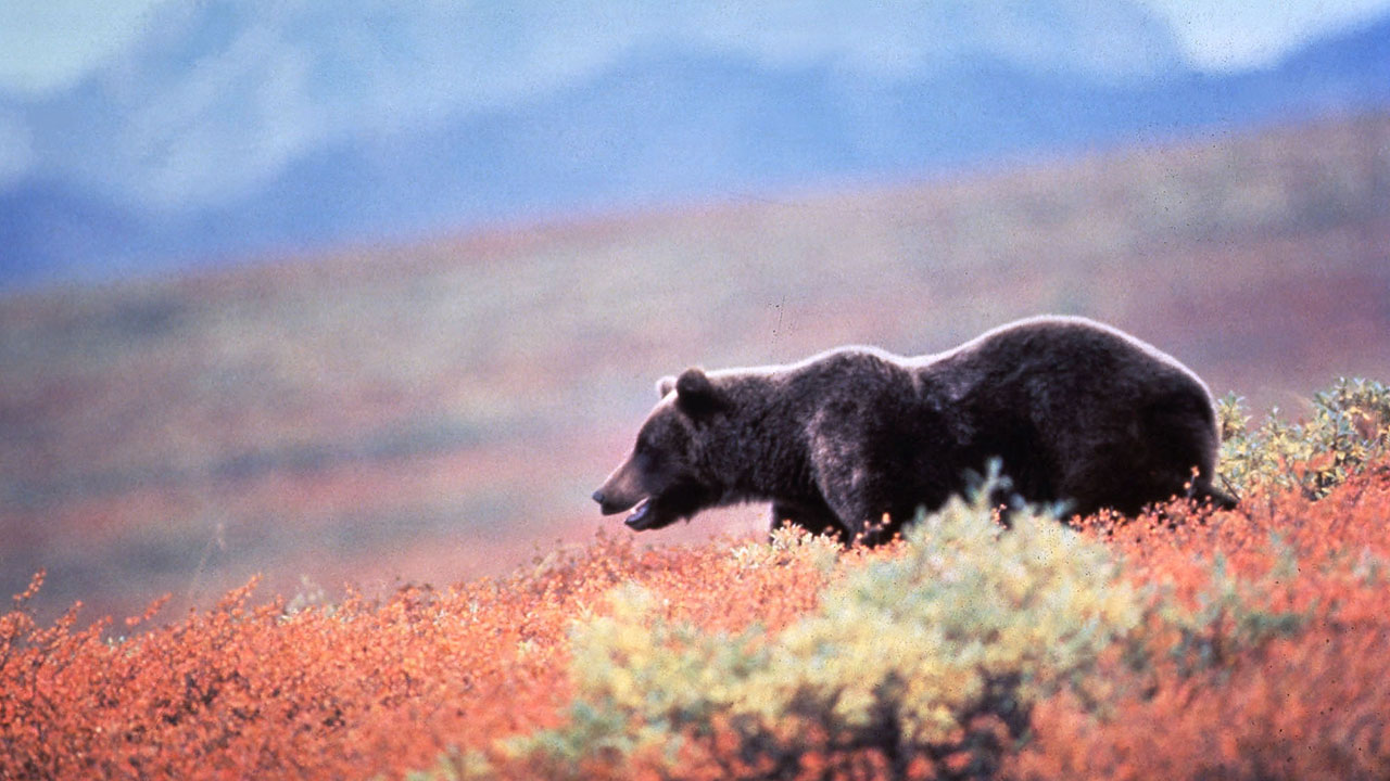 Grizzly bear in Alaska
